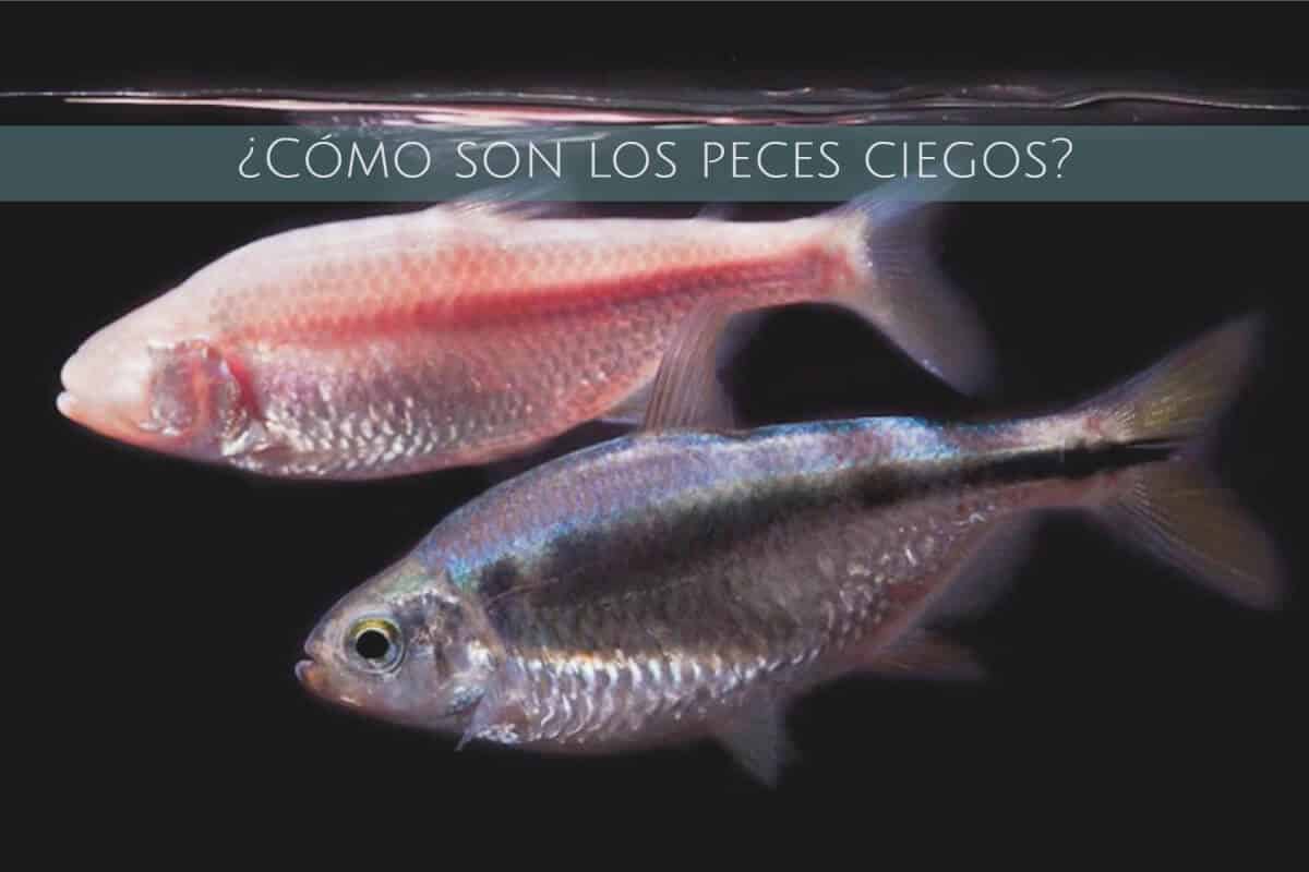 peces ciegos