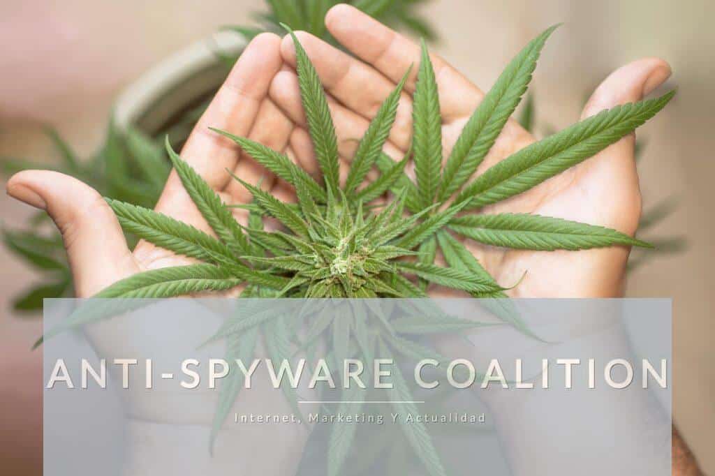 semillas de marihuana autoflorecientes y feminizadas
